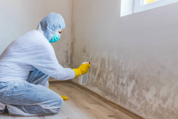 Licensed Basement Mold Remediation service in Hollidaysburg, PA - WQB Mold Removal