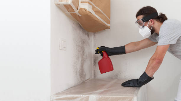 Professional Basement Mold Remediation technician working in Hollidaysburg, PA