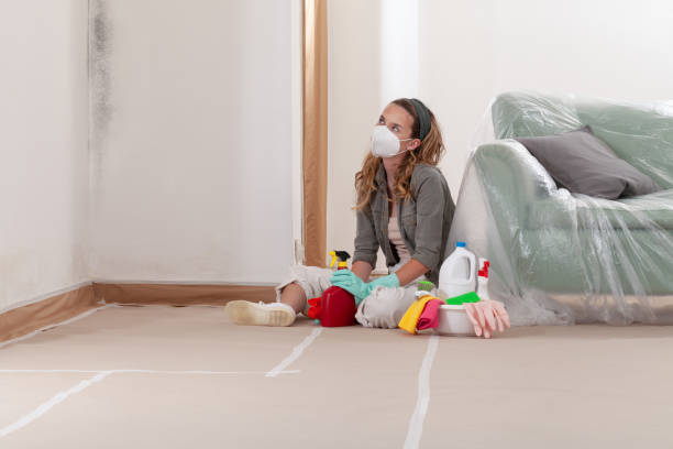 Reliable Basement Mold Remediation contractor in Hollidaysburg, PA by WQB Mold Removal